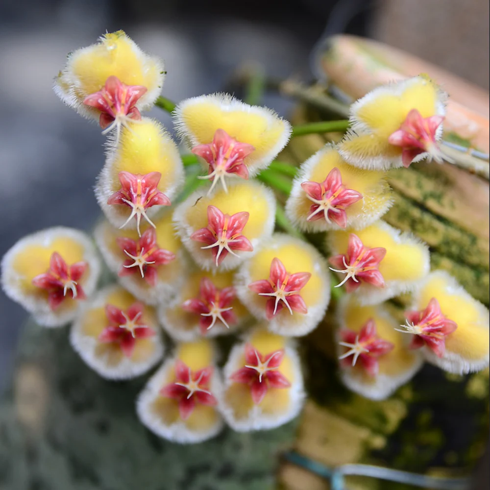 Hoya imbricata - exemplare mari, full pots