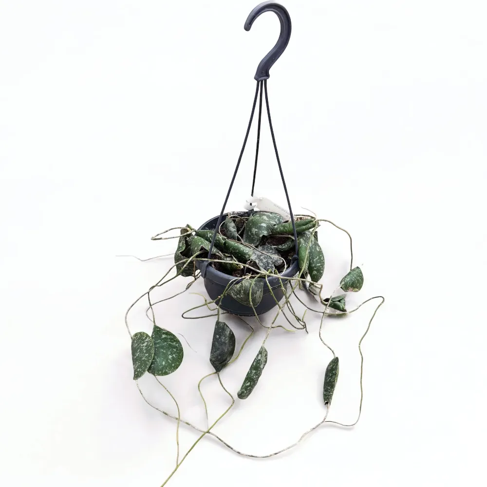 Hoya imbricata - exemplare mari, full pots
