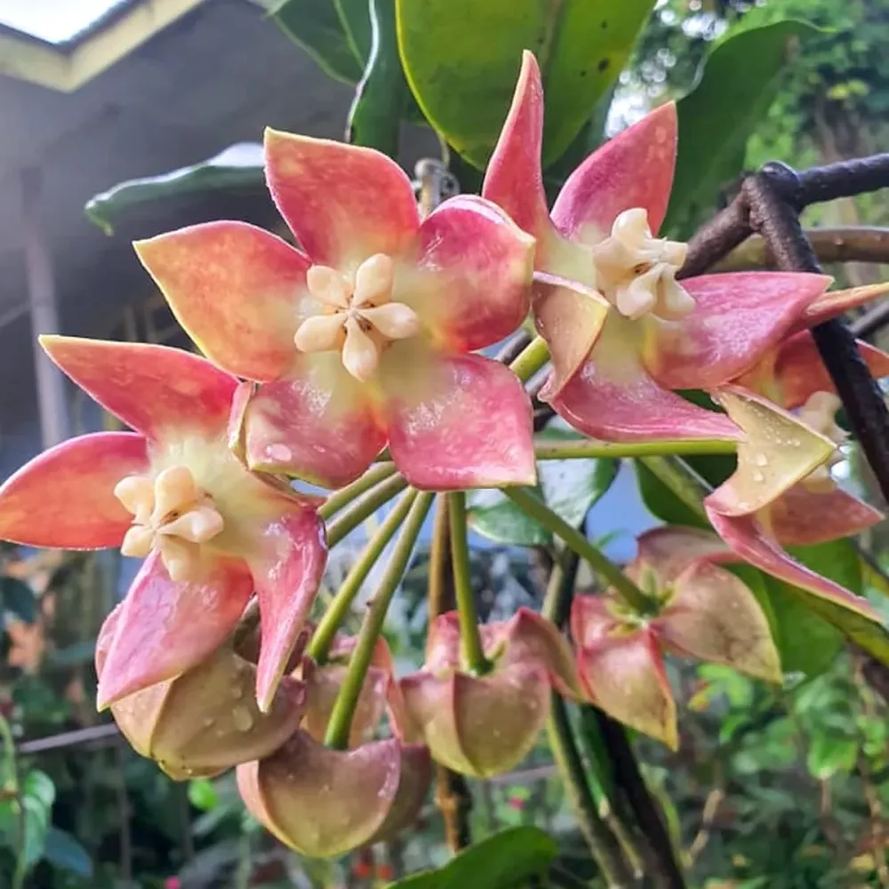 Hoya imperialis 'Palawan' parfumata