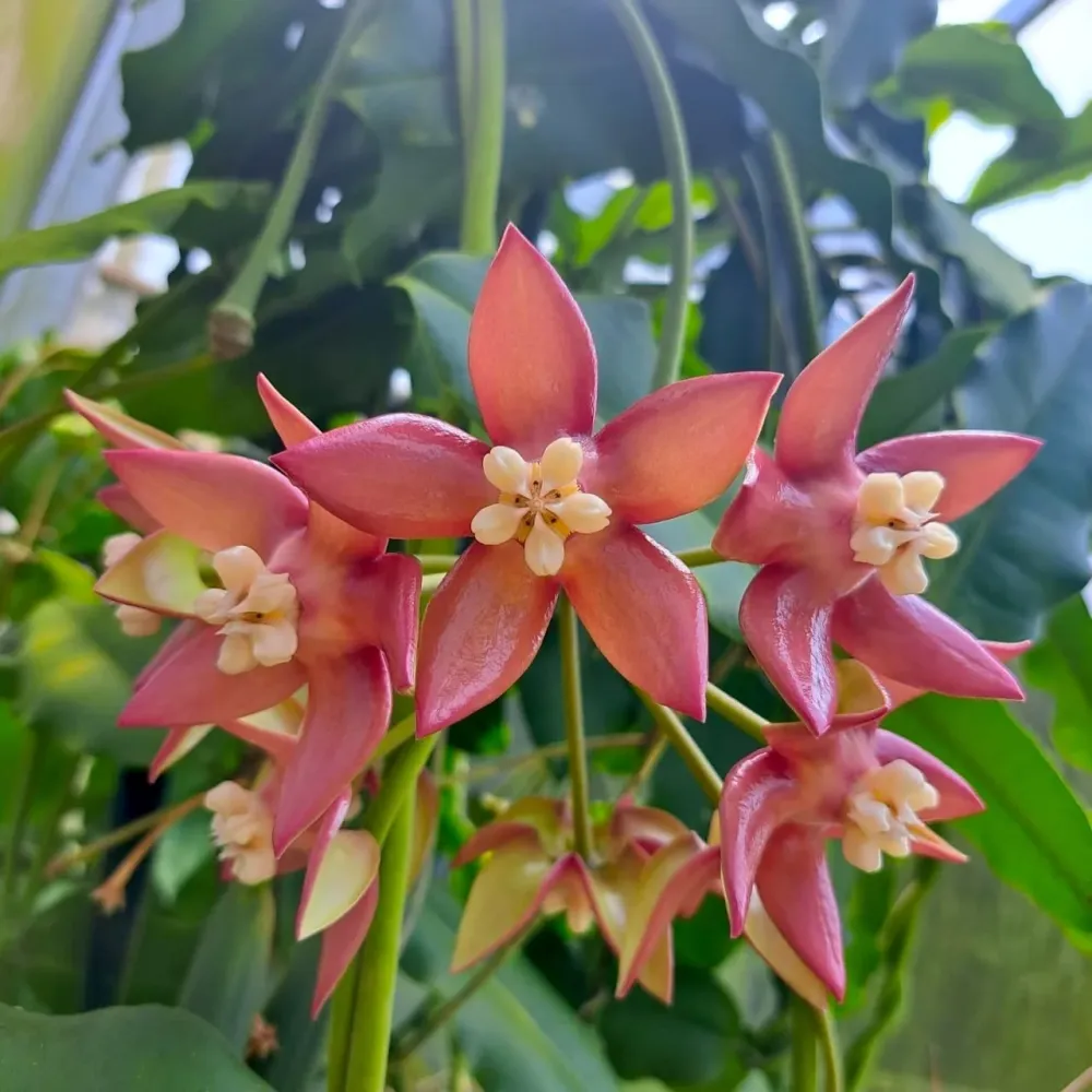 Hoya imperialis 'Palawan' parfumata