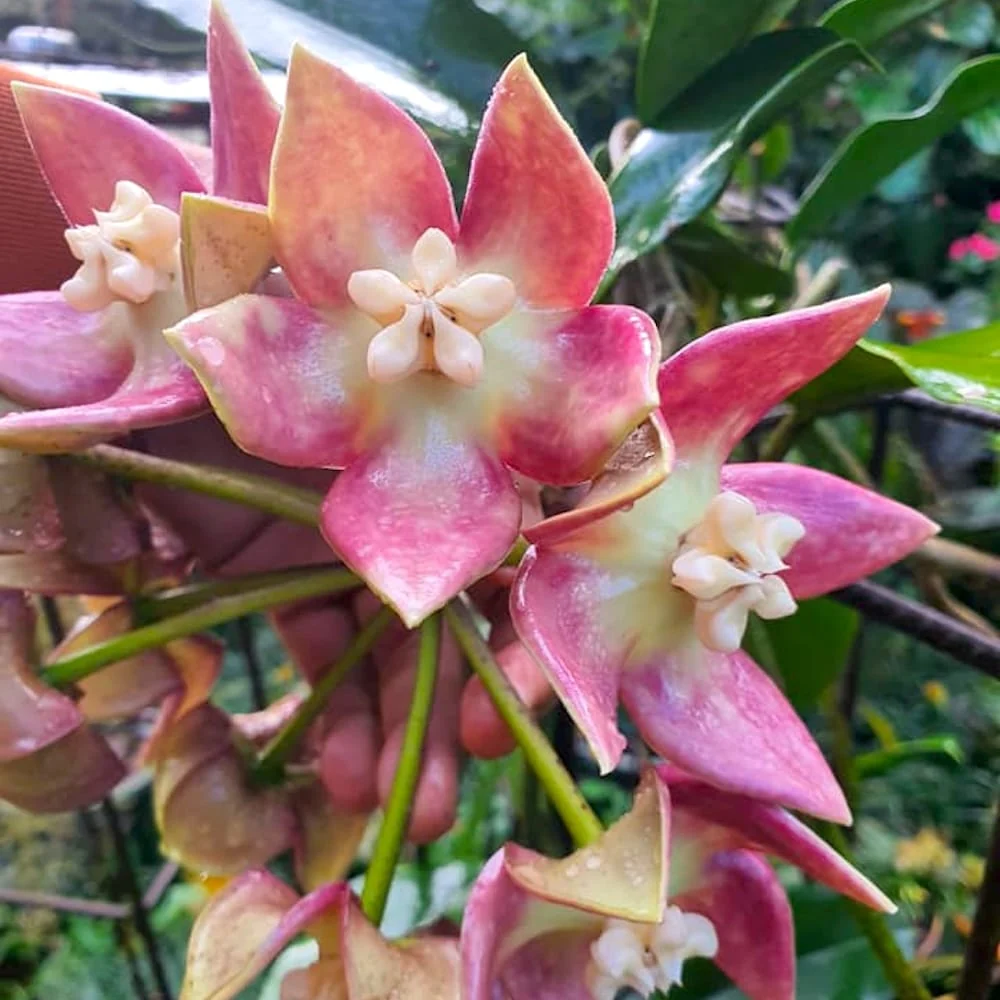 Hoya imperialis 'Palawan' parfumata