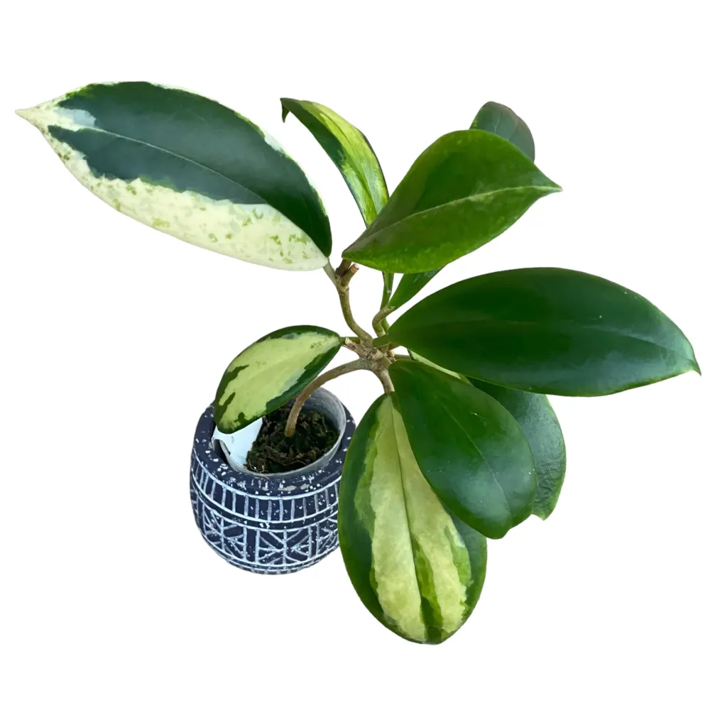 Hoya incrassata 'Variegata' (inner variegation)