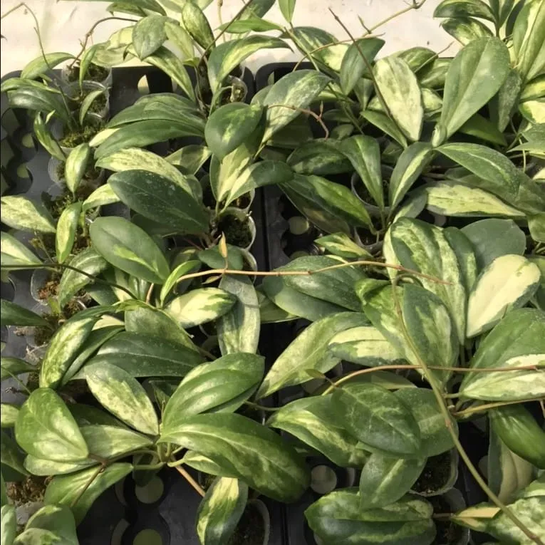 Hoya incrassata 'Variegata' (inner variegation)
