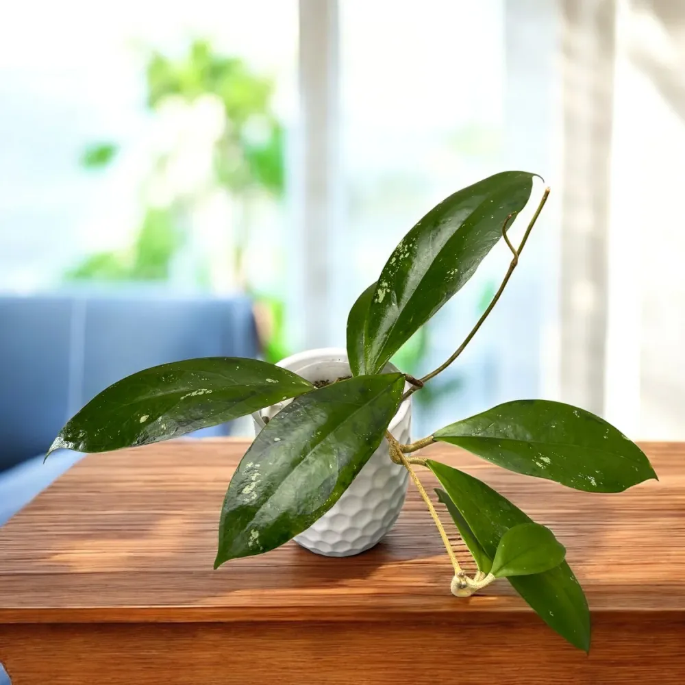 Hoya juannguoiana