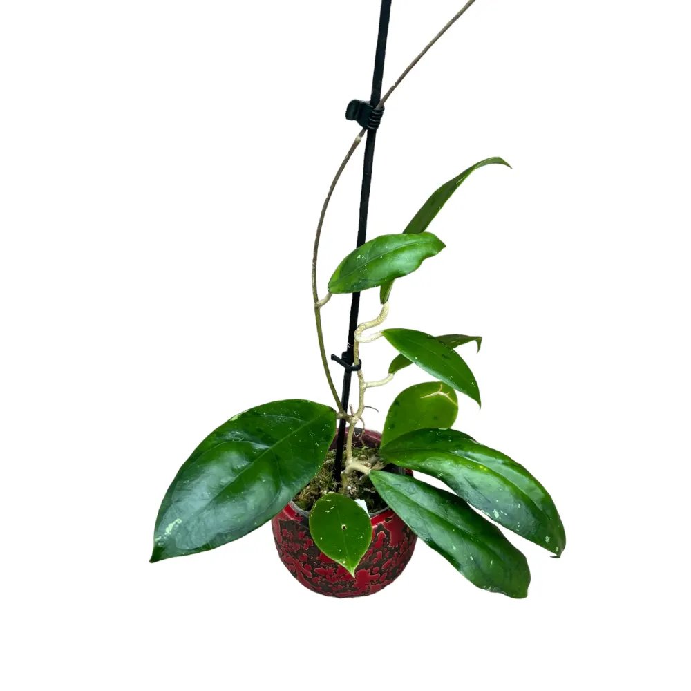 Hoya juannguoiana