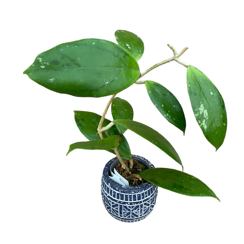 Hoya juannguoiana