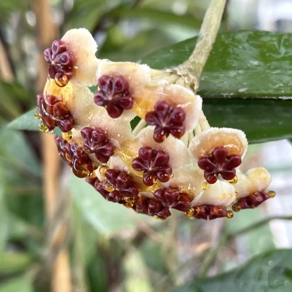 Hoya kerrii 'Big Leaves' - frunze forma de inima