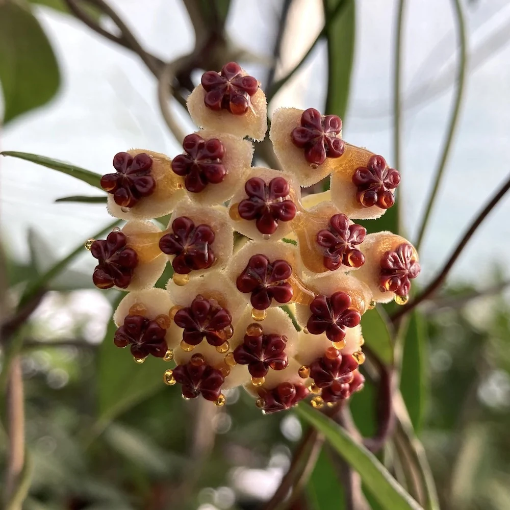 Hoya kerrii 'Big Leaves' - frunze forma de inima