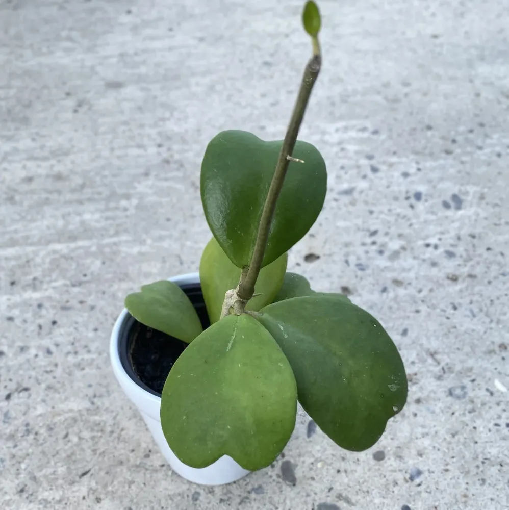 Hoya kerrii 'Big Leaves' - frunze forma de inima