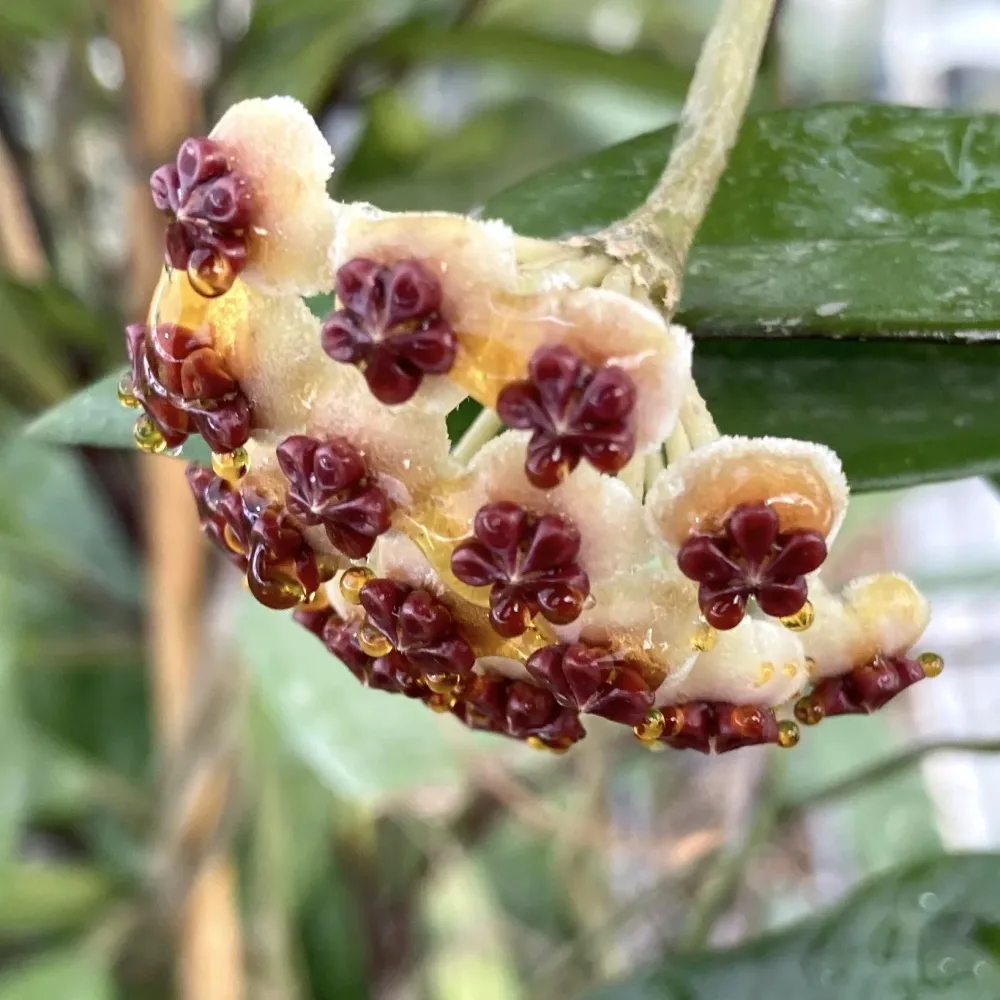Hoya kerrii 'Big Leaves' - (ghiveci 6cm)