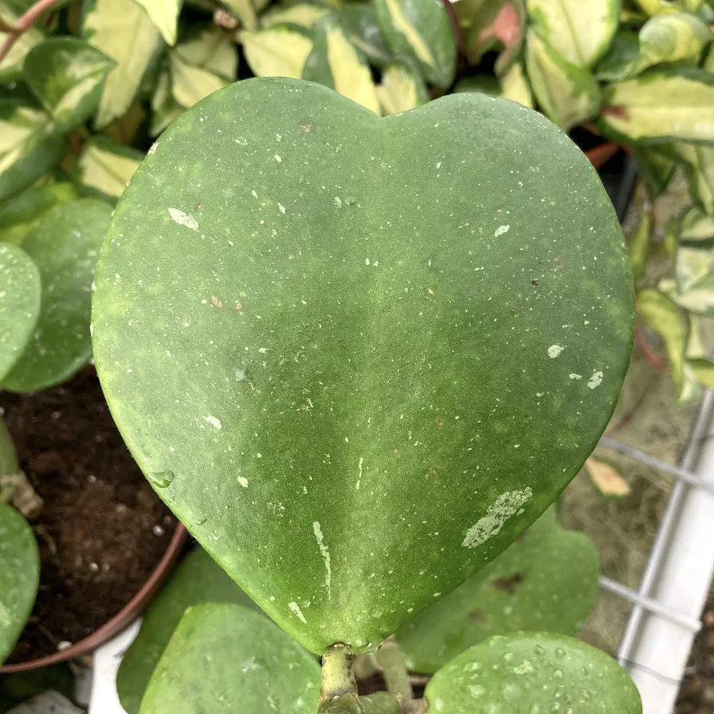 Hoya kerrii 'Big Leaves' - (ghiveci 6cm)