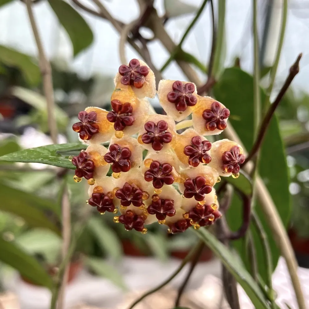 Hoya kerrii 'Big Leaves' - (ghiveci 6cm)