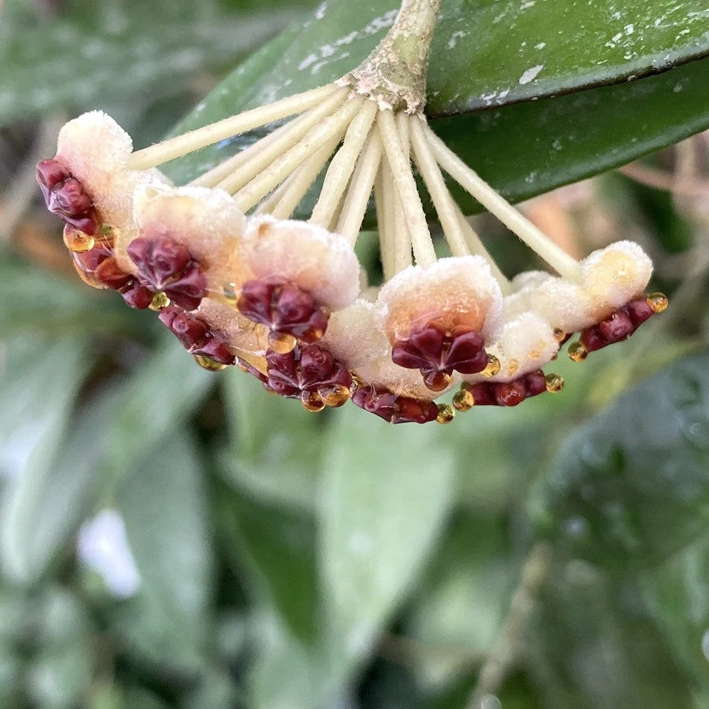 Hoya kerrii 'Big Leaves' - (ghiveci 6cm)