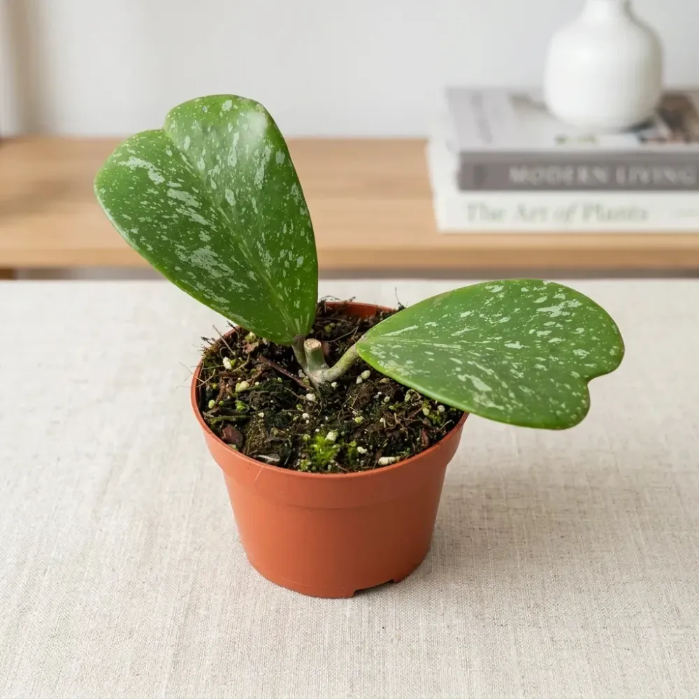 Hoya kerrii 'Splash'
