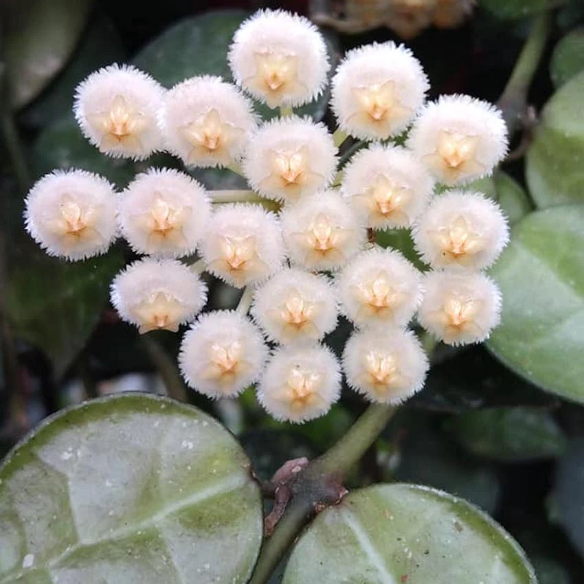 Hoya krohniana