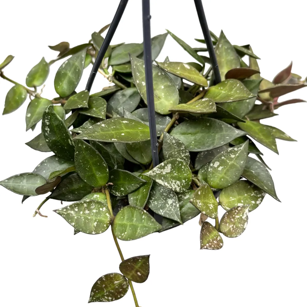 Hoya krohniana