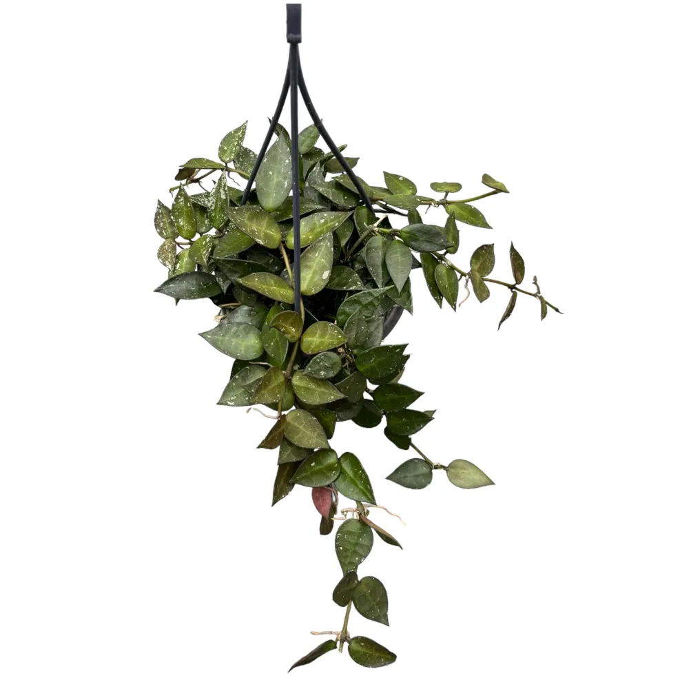 Hoya krohniana