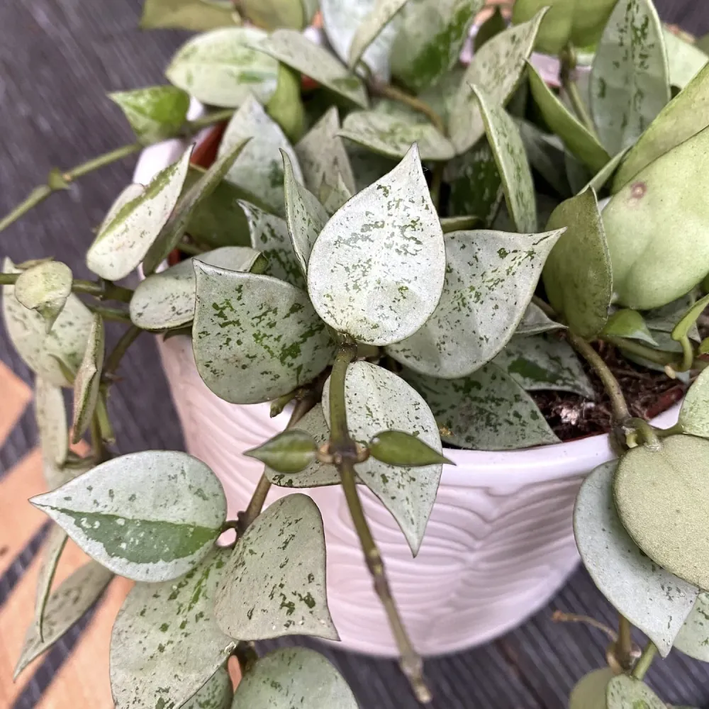 Hoya krohniana 'Eskimo' D9 - full pots