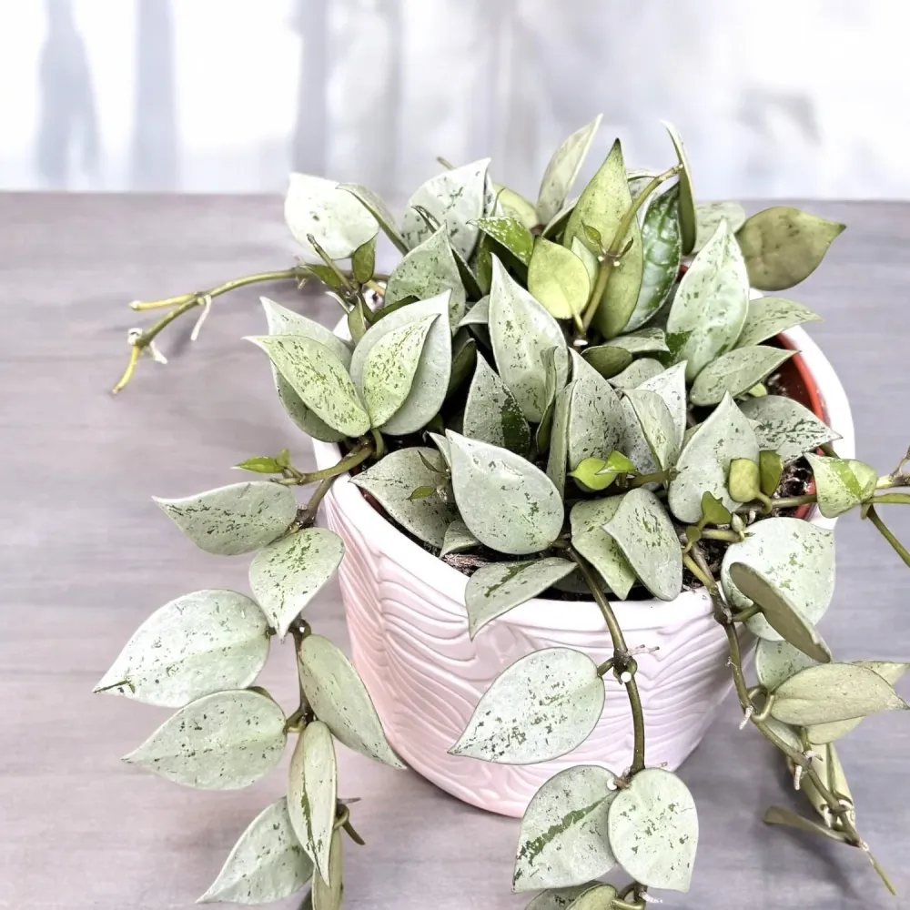 Hoya krohniana 'Eskimo' - full pots - 4-5 plante per ghiveci