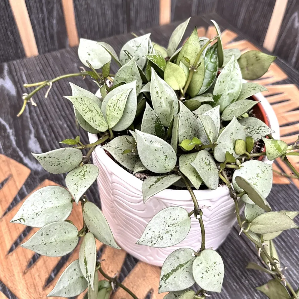Hoya krohniana 'Eskimo' - full pots - 4-5 plante per ghiveci