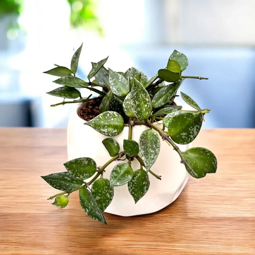 Hoya krohniana 'Splash' D9 - full pots