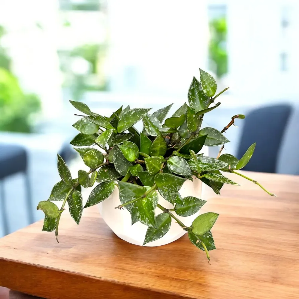 Hoya krohniana 'Splash' D9 - full pots