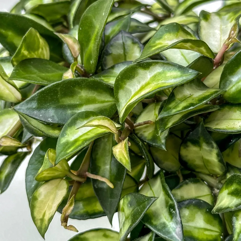 Hoya lacunosa sp. Bruno (variegata) - parfumata, cu frunze variegate