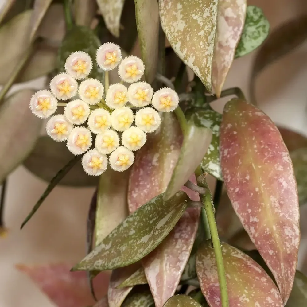 Hoya lacunosa 'Laos' - hoya parfumata, cu flori delicate si foliaj elegant