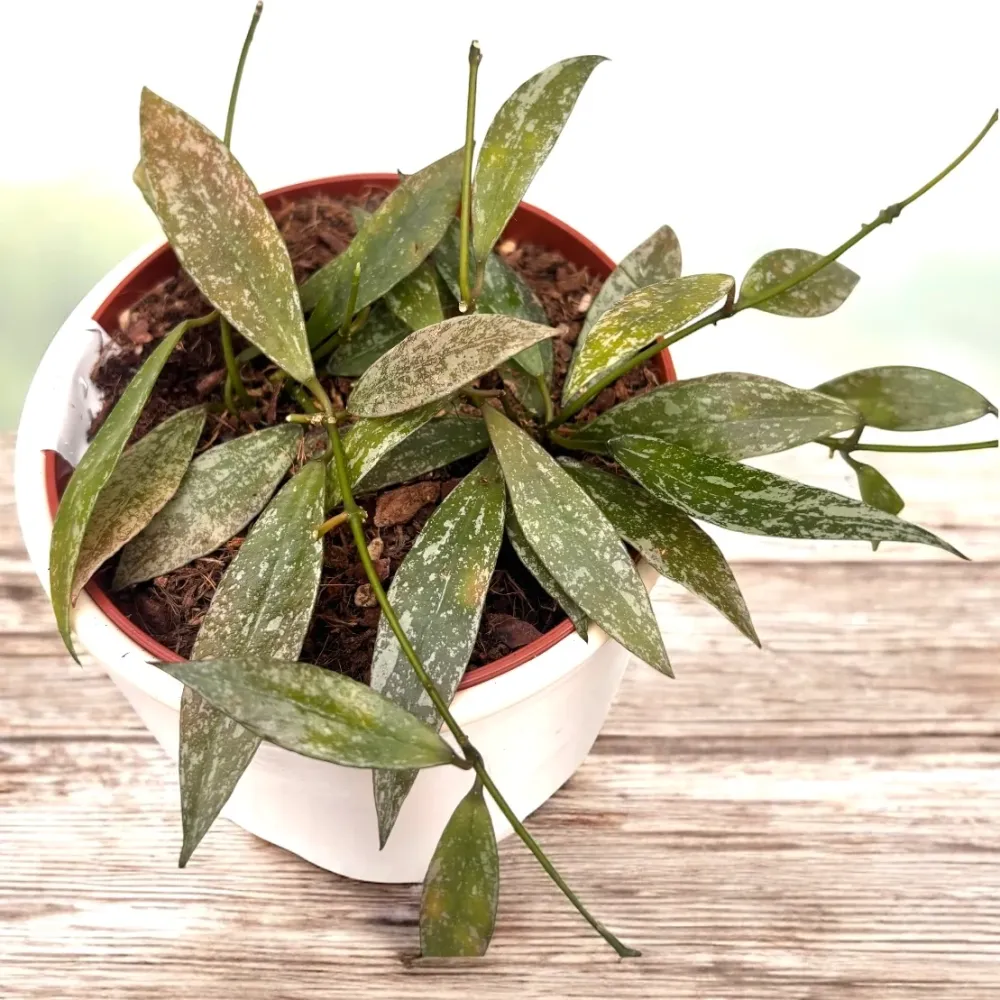 Hoya lacunosa 'Laos' - hoya parfumata, cu flori delicate si foliaj elegant