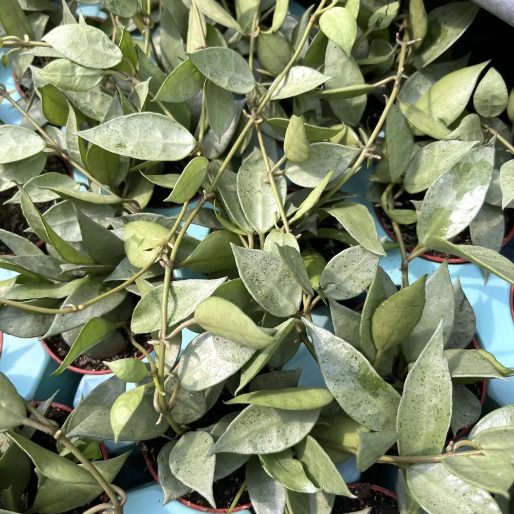 Hoya lacunosa 'Mint' D6