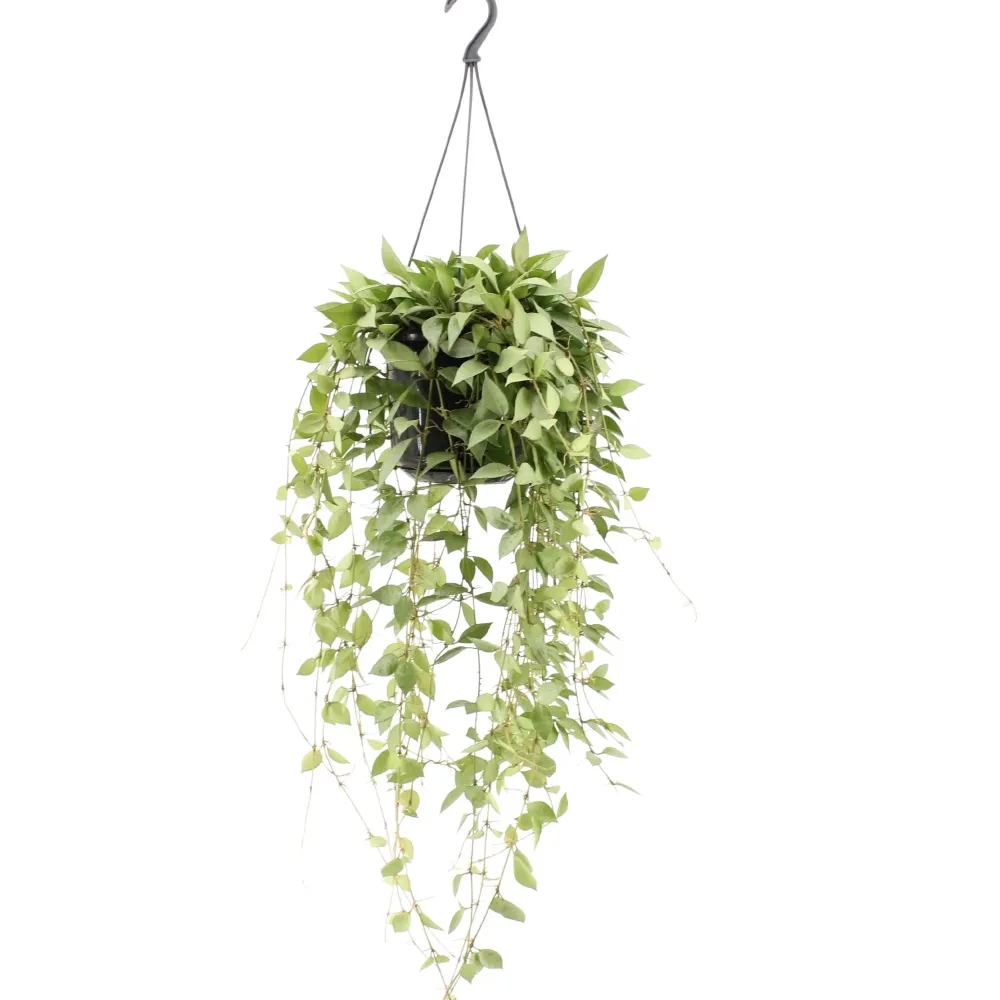 Hoya lacunosa 'Mint' (Long Leaves) - exemplare mari