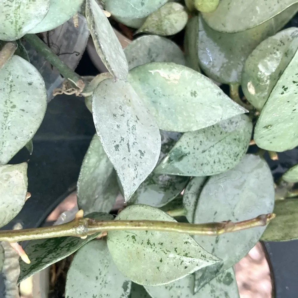 Hoya lacunosa 'Silver leaves' (Taiwan)