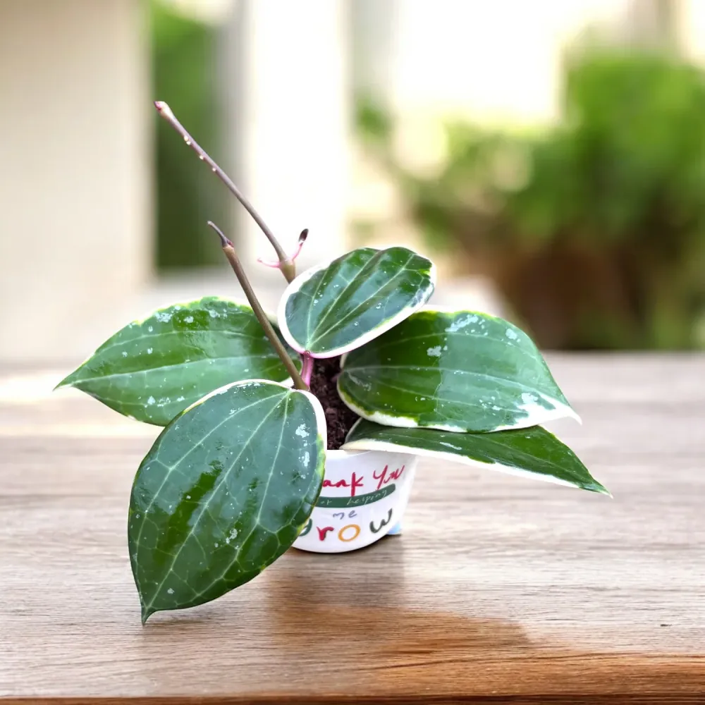 Hoya latifolia 'Albomarginata' (round leaf) D6