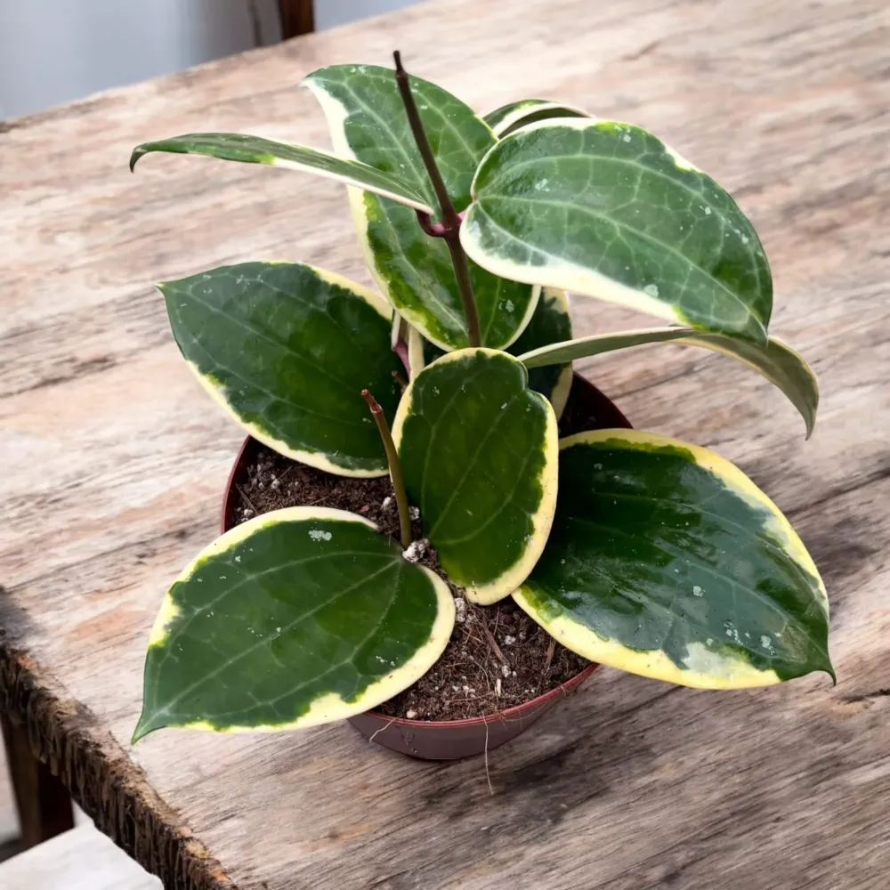 Hoya latifolia 'Albomarginata' (round leaf) D12