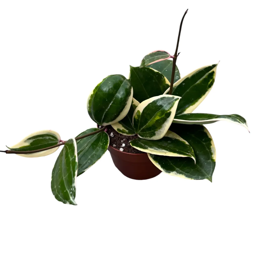 Hoya latifolia 'Albomarginata' (round leaf) D12