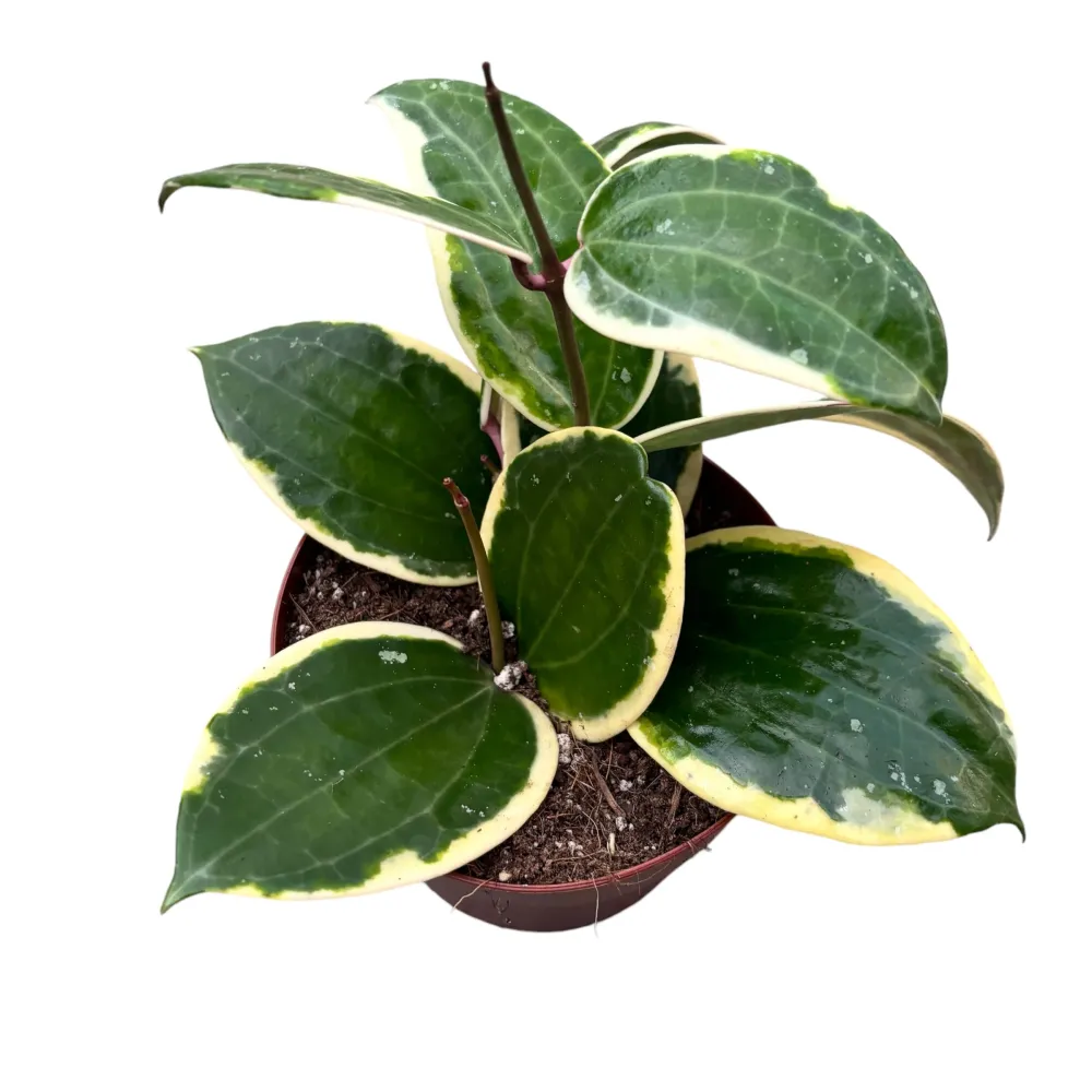 Hoya latifolia 'Albomarginata' (round leaf) D12