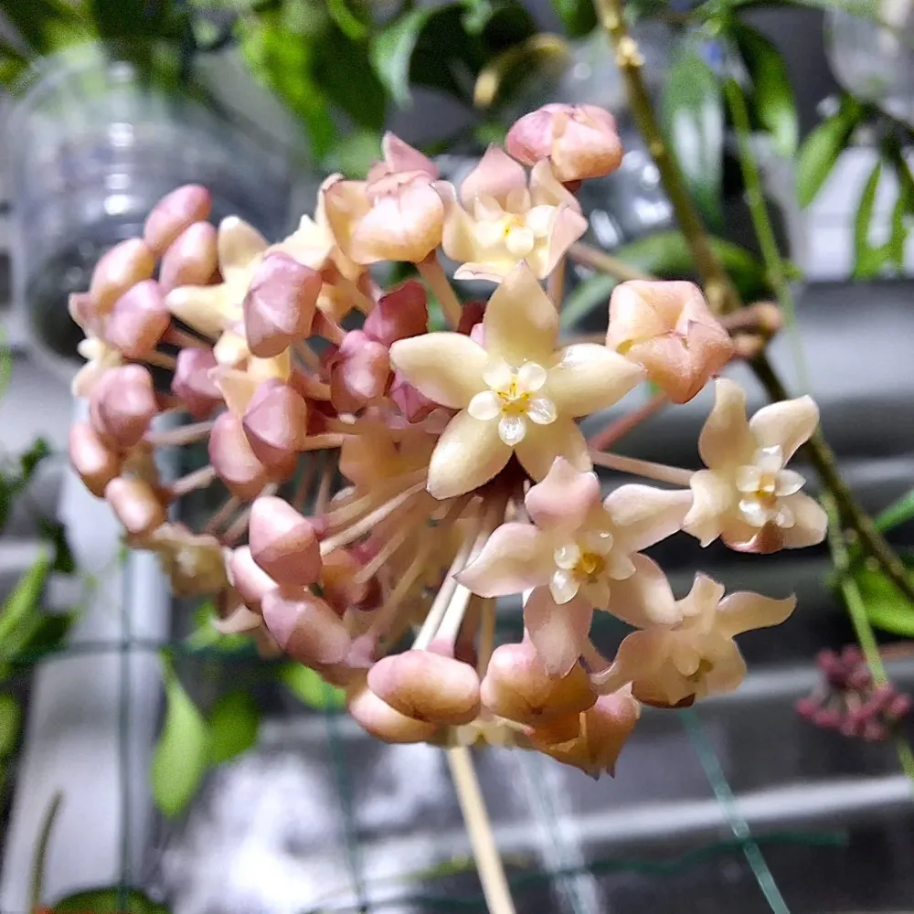 Hoya latifolia sp. ‘Sarawak’ (cream flower) D12