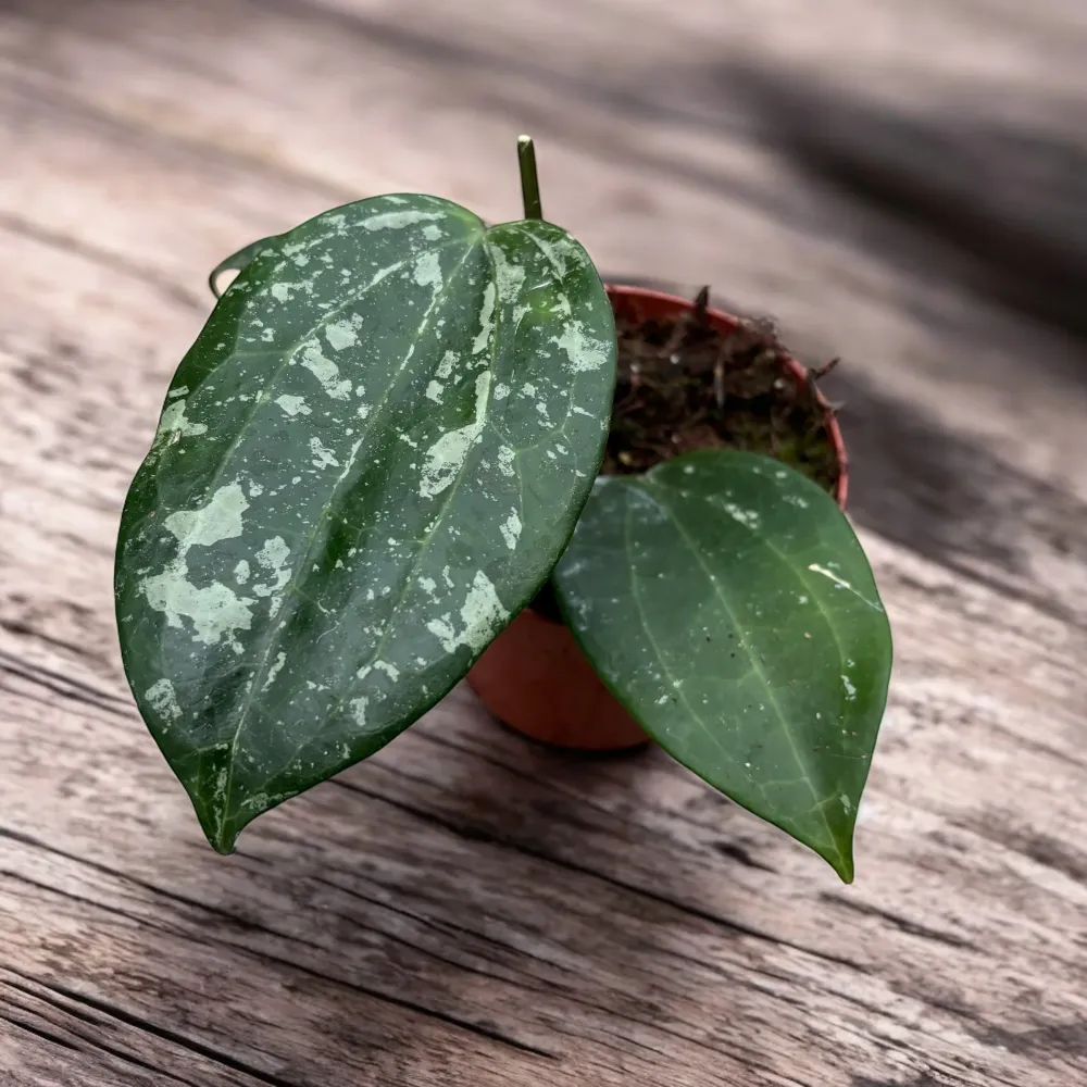 Hoya latifolia 'Splash'