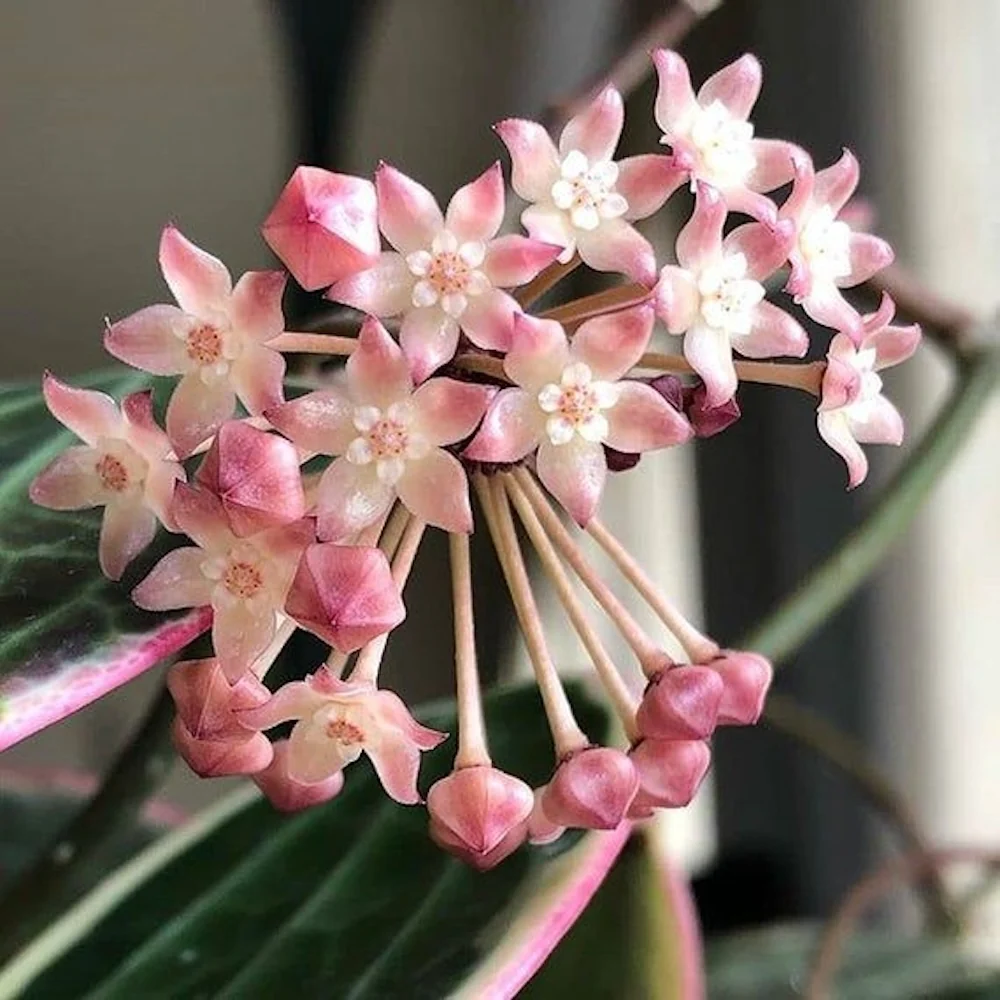 Hoya latifolia 'Splash'