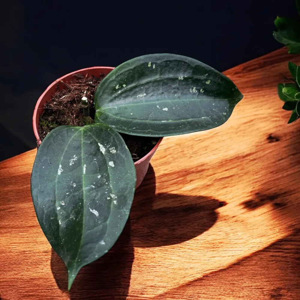 Hoya latifolia 'Splash'