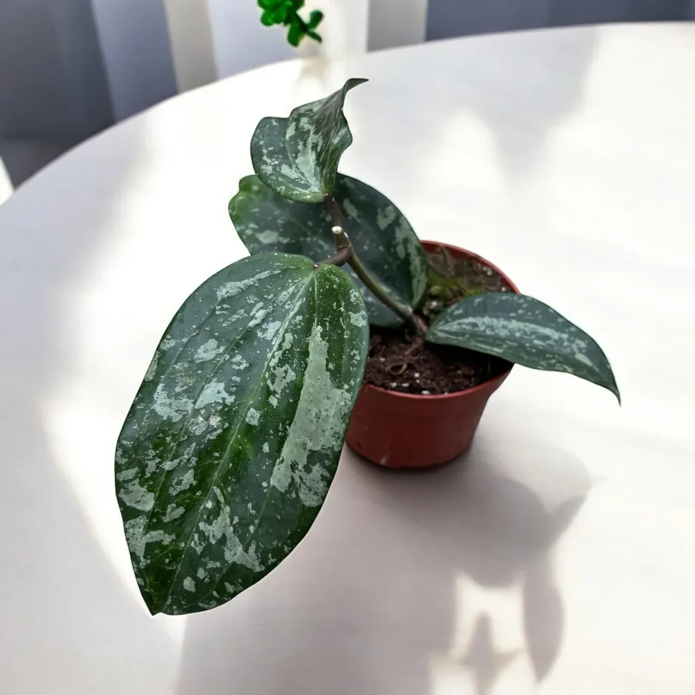 Hoya latifolia 'Splash'