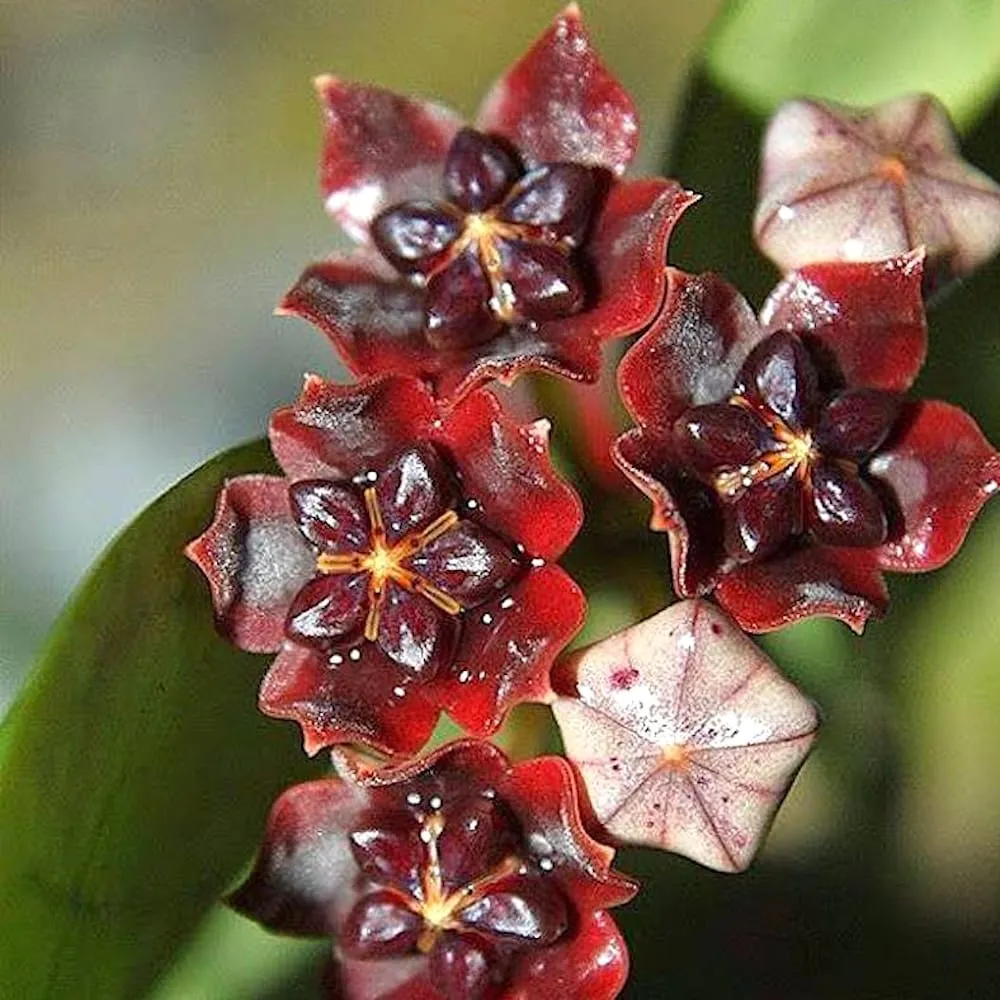 Hoya lobbii 'Black’