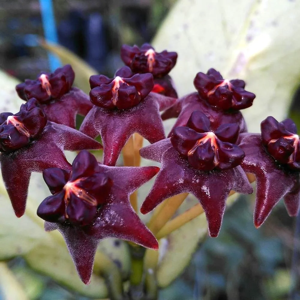 Hoya lobbii 'Black’