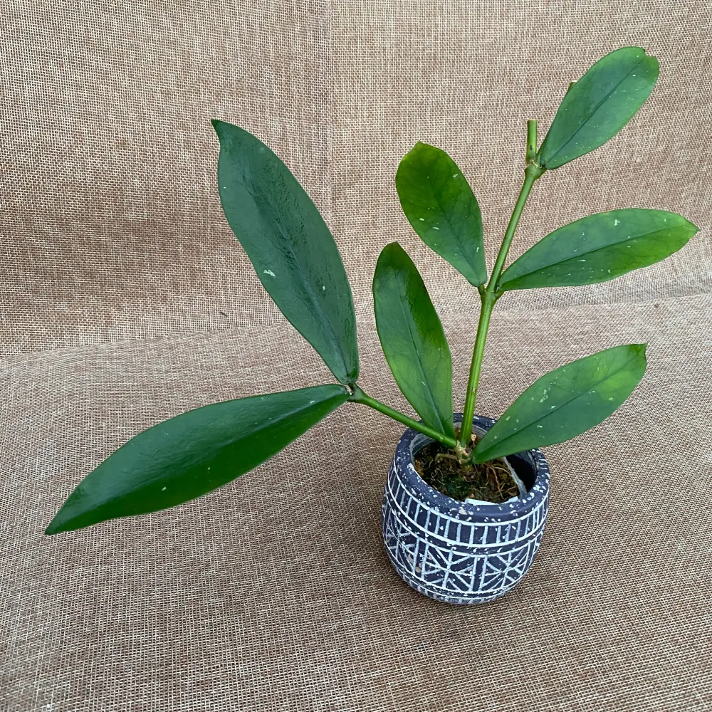 Hoya lobbii 'Black’