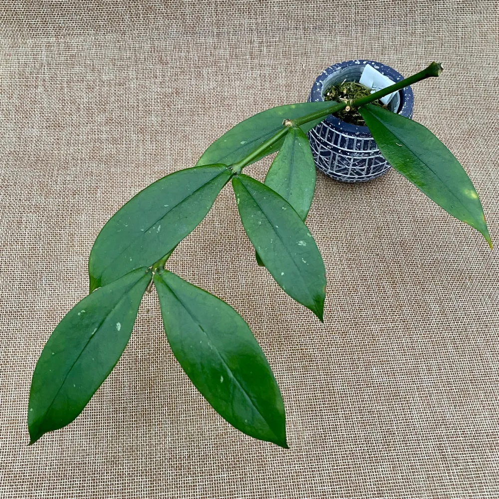 Hoya lobbii 'Black’