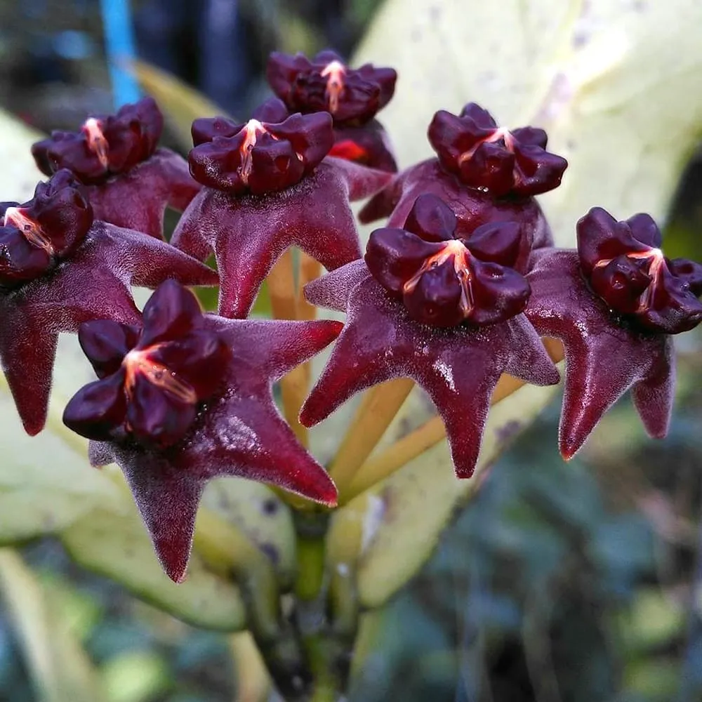 Hoya lobbii 'Black’