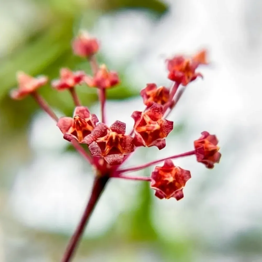 Hoya loheri