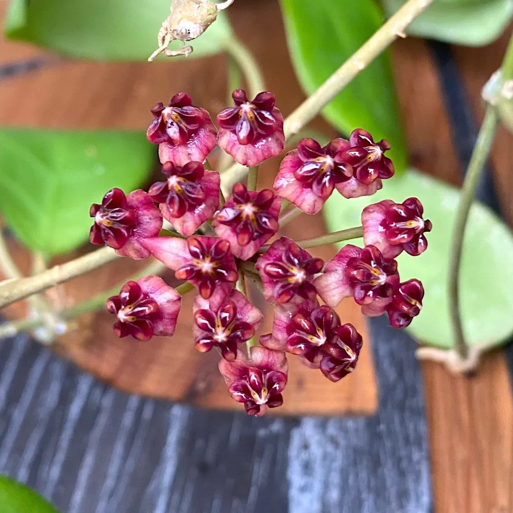 Hoya lucardenasiana *parfumata