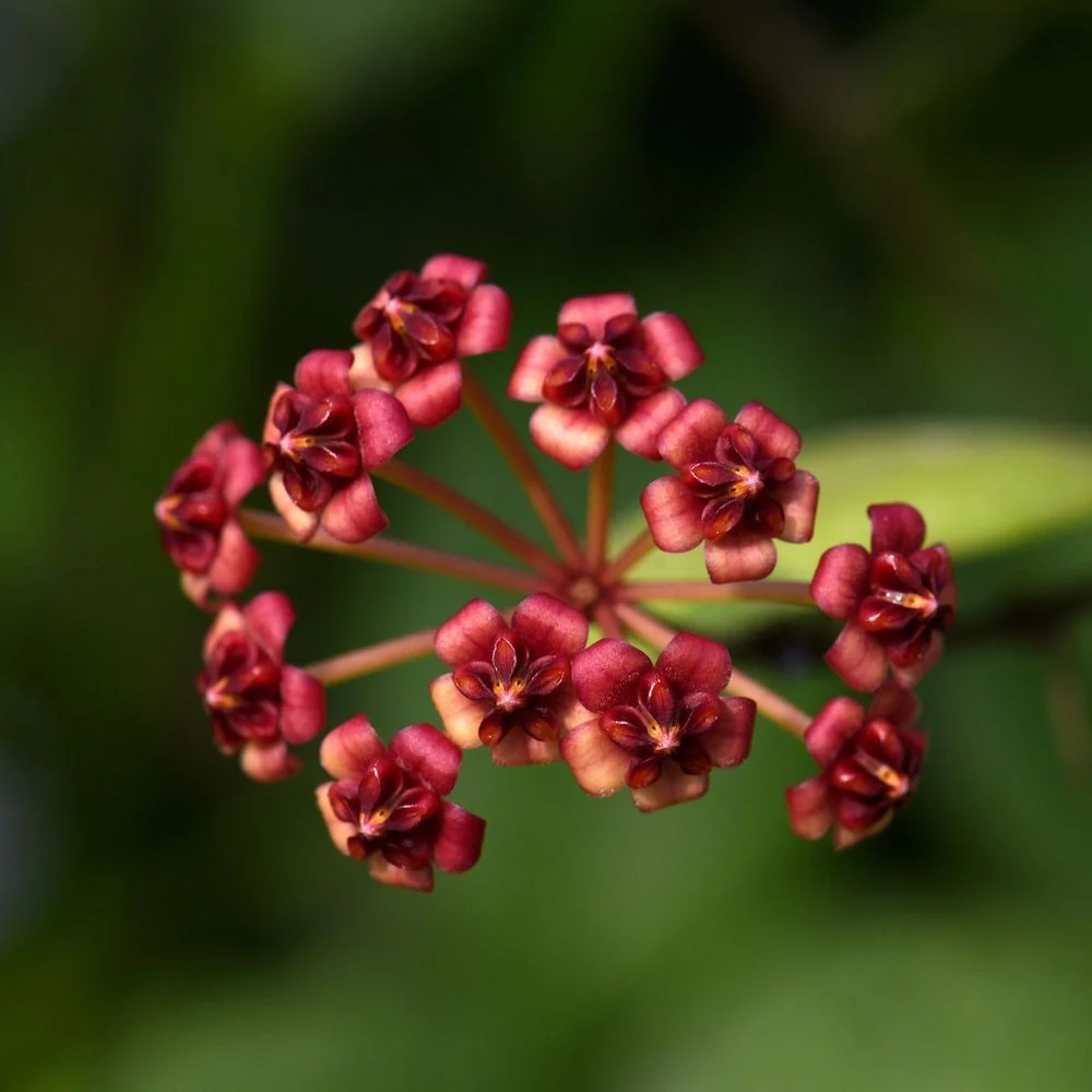 Hoya lucardenasiana *parfumata