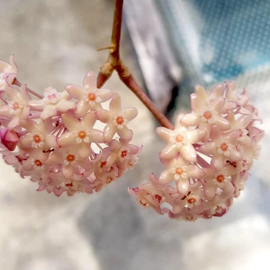 Hoya macrophylla 'Albomarginata'